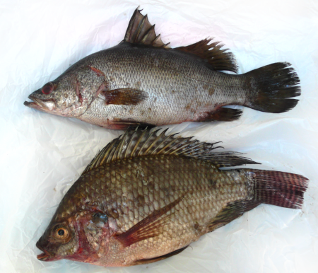 Screen Shot 2013-11-22 at 11.40.22 PM