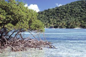 Mangroves (Photo: Diego M. Rossi/Getty) 