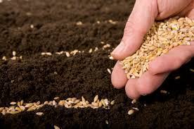 Planting