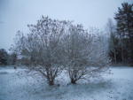 snow