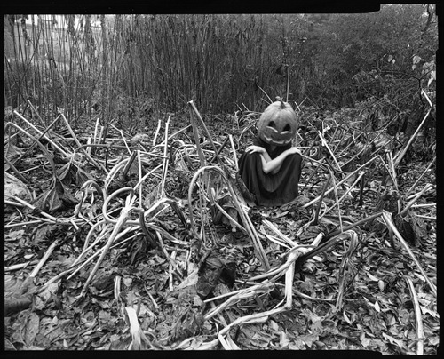agnieszka sosnowska, photographer, pumpkin, panopticon gallery, pumpkin pie