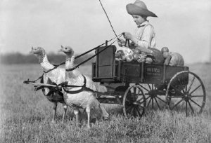 Turkey cart