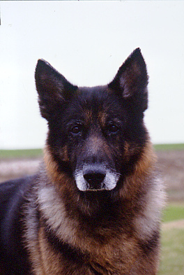 old German Shepherd
