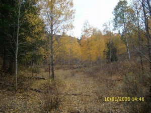 The entrance to one of my favorite coverts, Grouse Rock. 