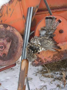 December ruffed grouse from the Royal Macnab. 