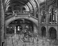 Diplodocus, Natural History Museum, London, 2007