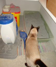 7-11 seren big litterbox