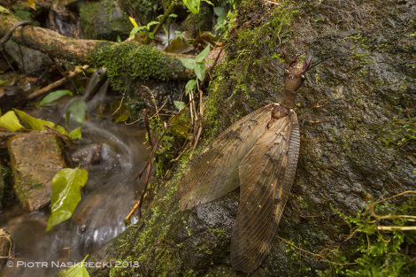 Female dobsonfly in her natural habitat along a stream in Tapanti National Park in Costa Rica.