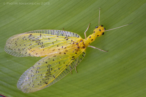 One of the few colorful members of the order Megaloptera, a Costa Rican dobsonfly Chloronia sp.