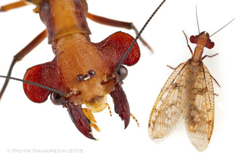 The function of the large lobes on the head of Central American dobsonfly Platyneuromus soror is a complete mystery.