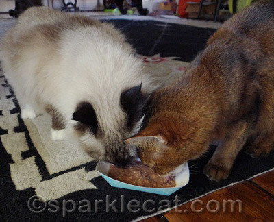 Boodie never smacks over the food dish