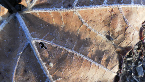 SAMSUNG DIGITAL CAMERA