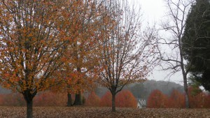 SAMSUNG DIGITAL CAMERA