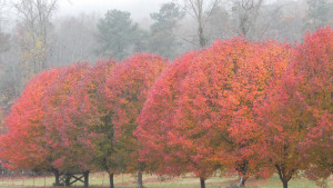 SAMSUNG DIGITAL CAMERA