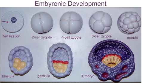 develop_zygote_cleavage_stages_blastula_etc