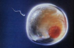 week2-sperm-and-egg