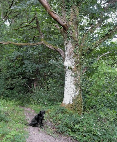 Tilly and the tree elder