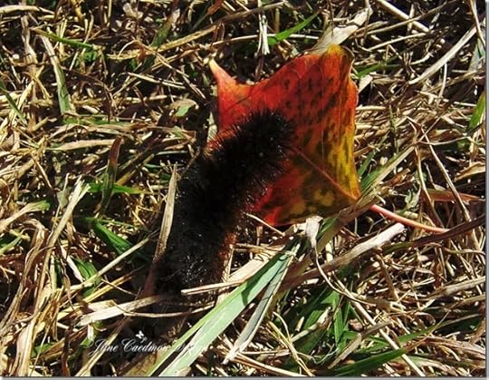 WoollyBear_1011