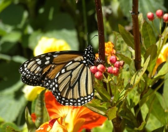 First Monarch sighting, 2011