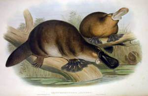 Platypus-sketch