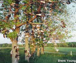 NYLYNshoetree_brent