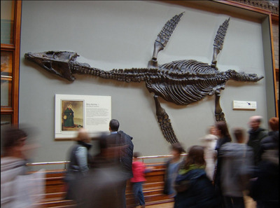 dinosaur555.
