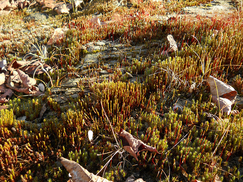 pine covered mountains?