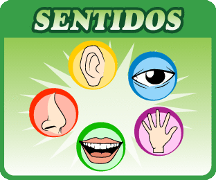 5-cinco-sentidos