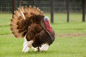 SOURCE: http://biologybiozine.com/bringing-heritage-breeds-back-to-the-thanksgiving-table/2093