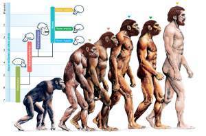 -evolution-of-humans