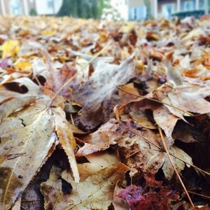 leaves 300x300 Giving Thanks