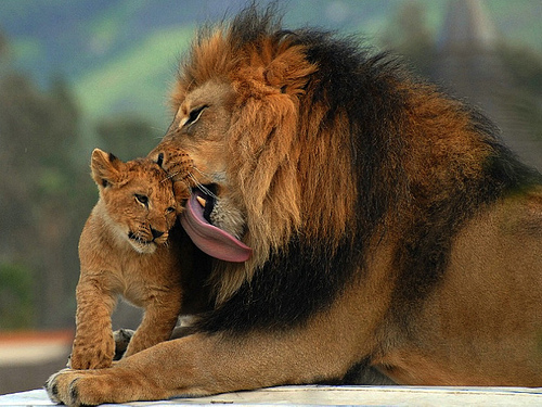 lion bath time