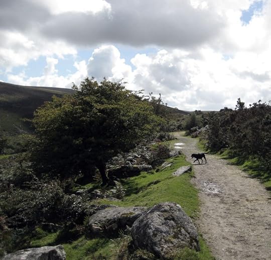 Tilly on a moorland path