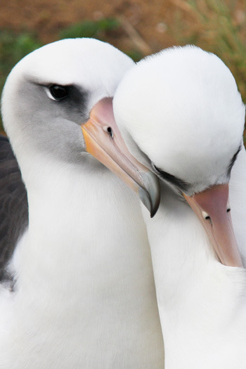 Two female albatrosses. Photo by Lindsay Young