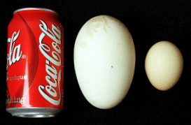 From left to right: soda can, albatross egg, and chicken egg. From Albatrosses at Work: www.wfu.edu/biology/albatross/atwork/atwork.htm
