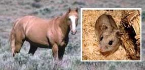 Hamster_Horse