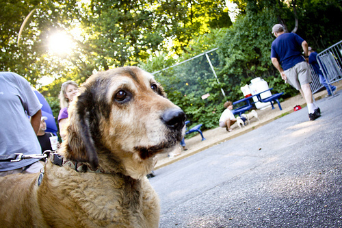 Bark in the Park 2011
