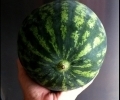round_melon