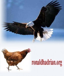 eagle2 copy