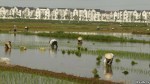 130409110133_vietnam_economy_paddy_field_464x261_reuters