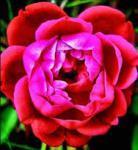 lokelanirose