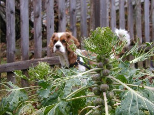 Hoover and the sprouts