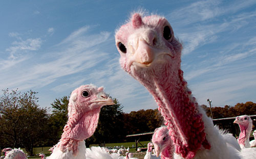 turkey_curious_500x310