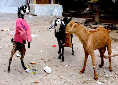 goatsweat9