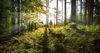 sunlight shining through forest