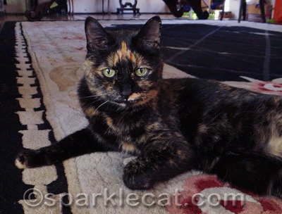 I think some of her answers are weird. Except for the treats.