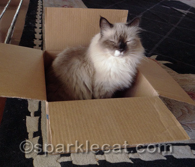 She's also grateful that nokitty chased her out of this box!