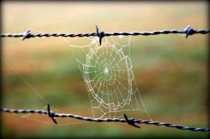 Image: iStockphoto - spfoto