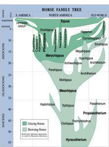 lifes Horsetree