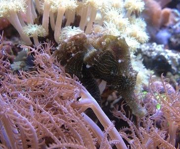 13D16 Ghillie hiding